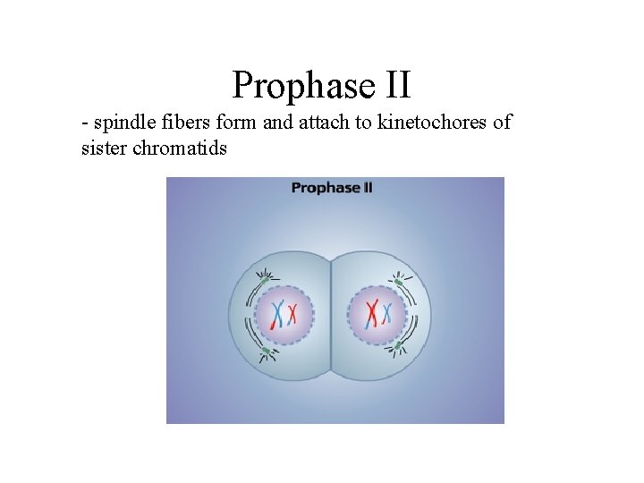 Prophase II - spindle fibers form and attach to kinetochores of sister chromatids 