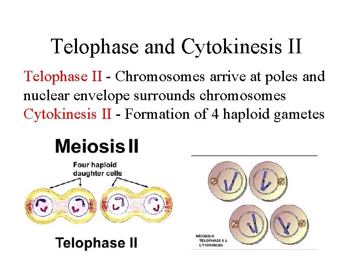 Telophase and Cytokinesis II Telophase II - Chromosomes arrive at poles and nuclear envelope