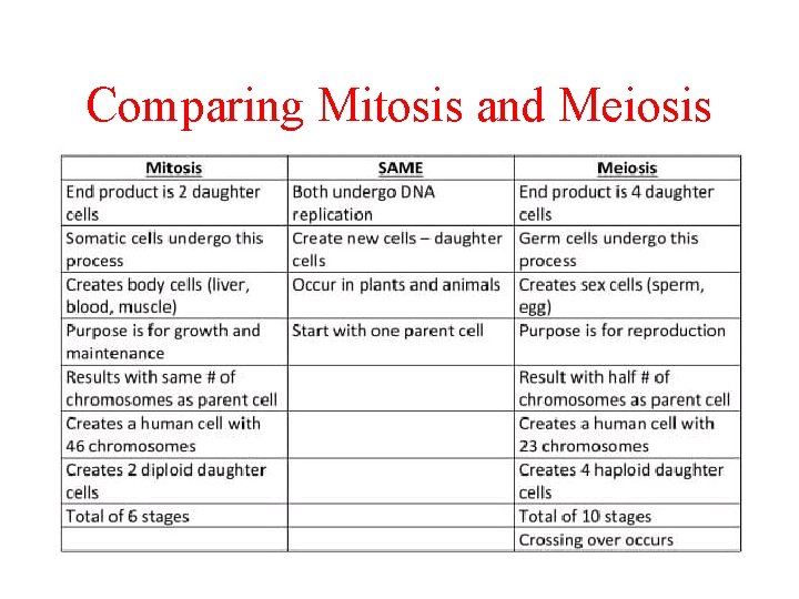 Comparing Mitosis and Meiosis 