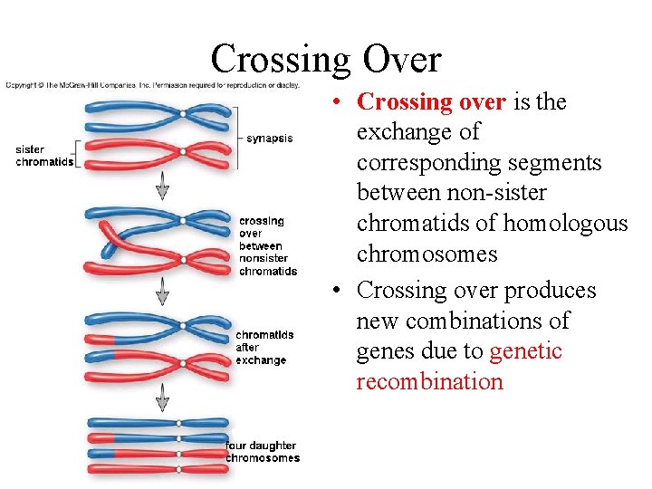 Crossing Over • Crossing over is the exchange of corresponding segments between non-sister chromatids