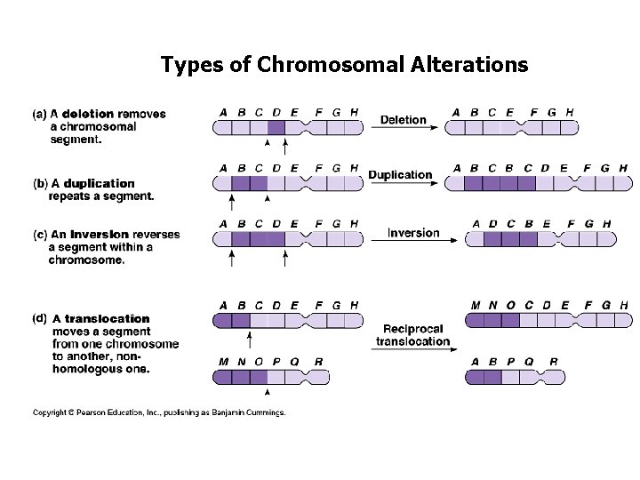 Types of Chromosomal Alterations 