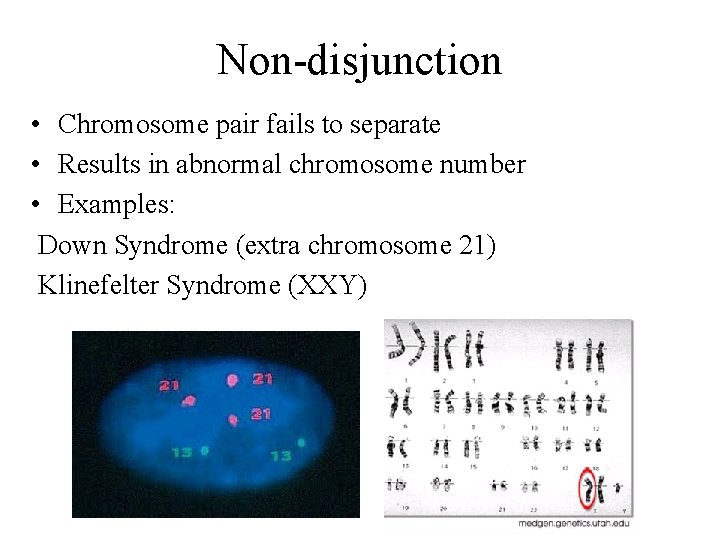 Non-disjunction • Chromosome pair fails to separate • Results in abnormal chromosome number •