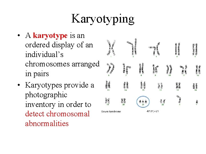Karyotyping • A karyotype is an ordered display of an individual’s chromosomes arranged in