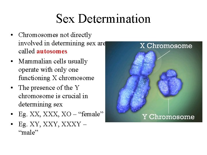 Sex Determination • Chromosomes not directly involved in determining sex are called autosomes •