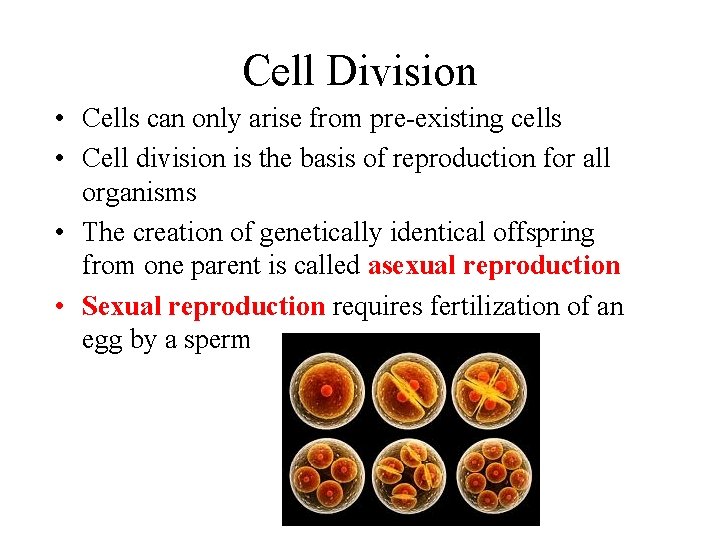 Cell Division • Cells can only arise from pre-existing cells • Cell division is