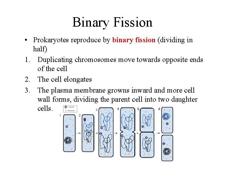 Binary Fission • Prokaryotes reproduce by binary fission (dividing in half) 1. Duplicating chromosomes
