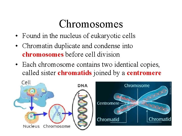 Chromosomes • Found in the nucleus of eukaryotic cells • Chromatin duplicate and condense