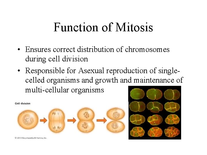 Function of Mitosis • Ensures correct distribution of chromosomes during cell division • Responsible