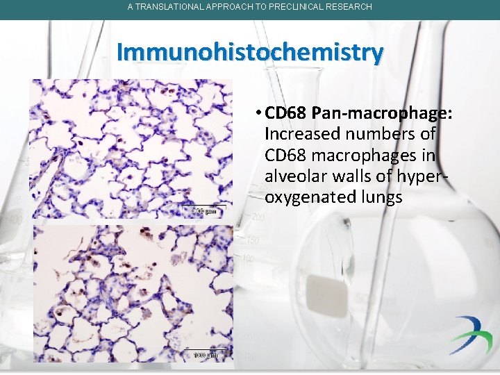 A TRANSLATIONAL APPROACH TO PRECLINICAL RESEARCH Immunohistochemistry • CD 68 Pan-macrophage: Increased numbers of