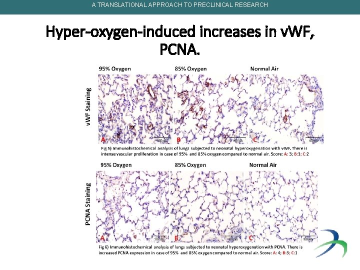 A TRANSLATIONAL APPROACH TO PRECLINICAL RESEARCH Hyper-oxygen-induced increases in v. WF, PCNA. 