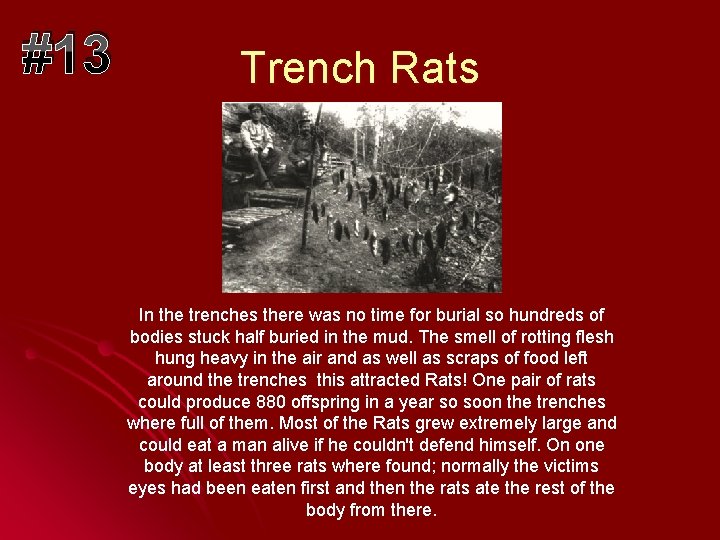 #13 Trench Rats In the trenches there was no time for burial so hundreds