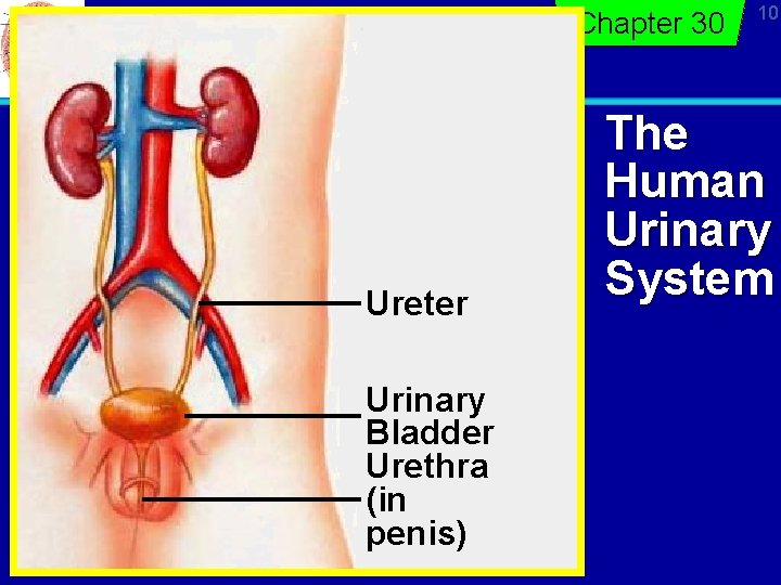 Chapter 30 Ureter Urinary Bladder Urethra (in penis) 10 The Human Urinary System 