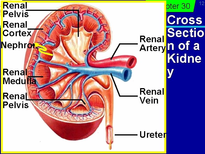 Renal Pelvis Renal Cortex Nephron Renal Medulla Renal Pelvis Chapter 30 12 Cross Sectio