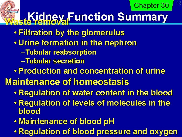 Chapter 30 13 Kidney Function Summary Waste removal • Filtration by the glomerulus •