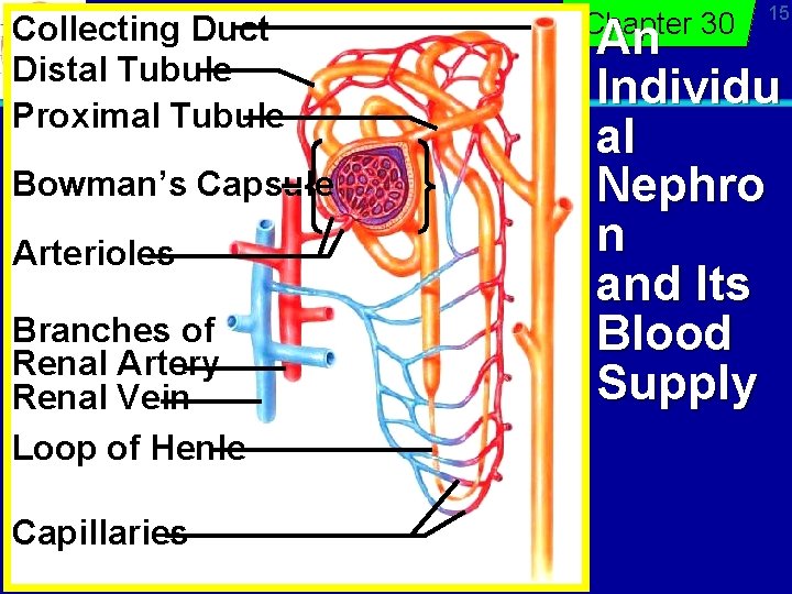 Collecting Duct Distal Tubule Proximal Tubule Bowman’s Capsule Arterioles Branches of Renal Artery Renal