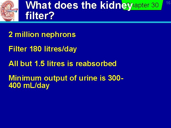 What does the filter? Chapter 30 kidney 2 million nephrons Filter 180 litres/day All