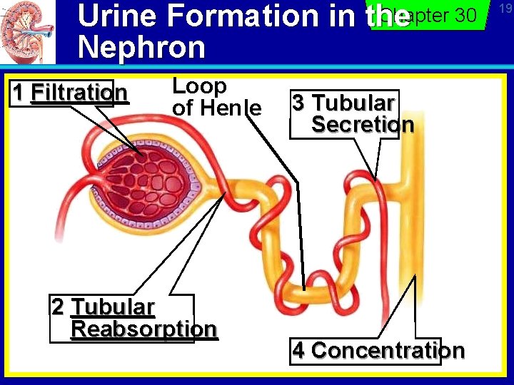 Urine Formation in Nephron 1 Filtration Loop of Henle 2 Tubular Reabsorption Chapter 30