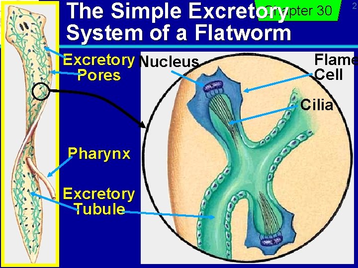 Chapter 30 Excretory The Simple System of a Flatworm Excretory Nucleus Pores Flame Cell