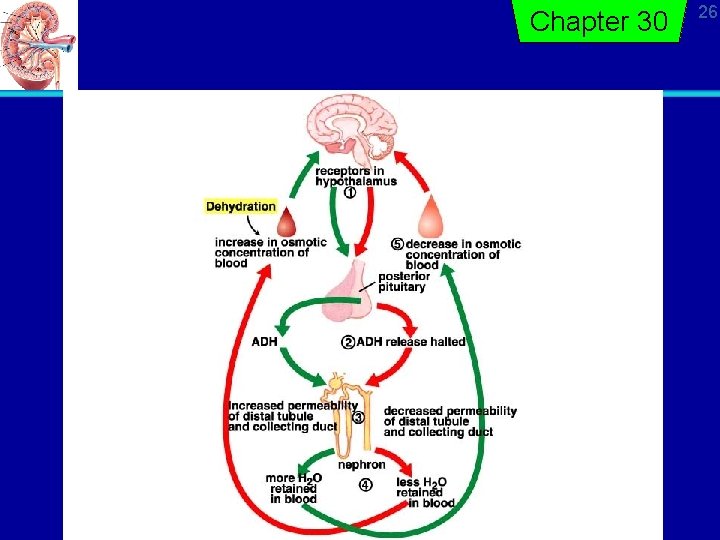 Chapter 30 26 