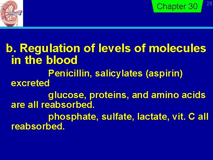 Chapter 30 28 b. Regulation of levels of molecules in the blood Penicillin, salicylates