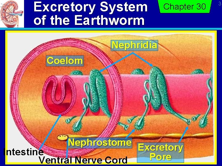 Excretory System of the Earthworm Chapter 30 Nephridia Coelom Nephrostome Excretory Intestine Pore Ventral