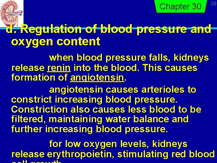 Chapter 30 30 d. Regulation of blood pressure and oxygen content when blood pressure