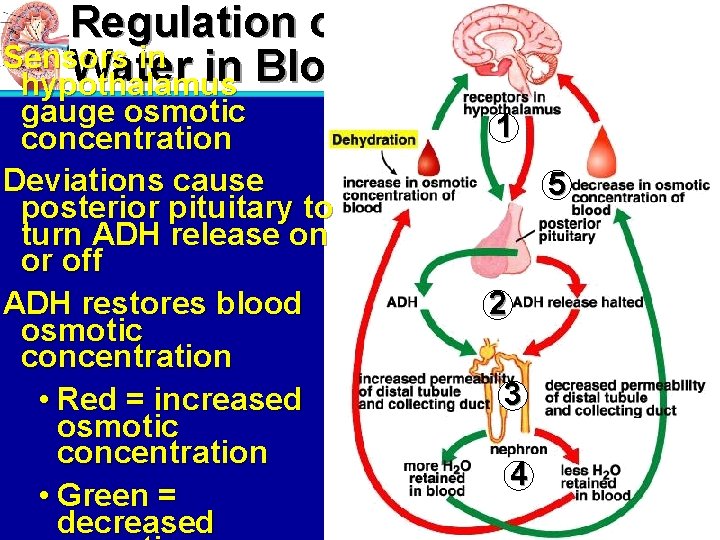 Regulation of Sensors in Water in Blood hypothalamus gauge osmotic concentration Deviations cause posterior