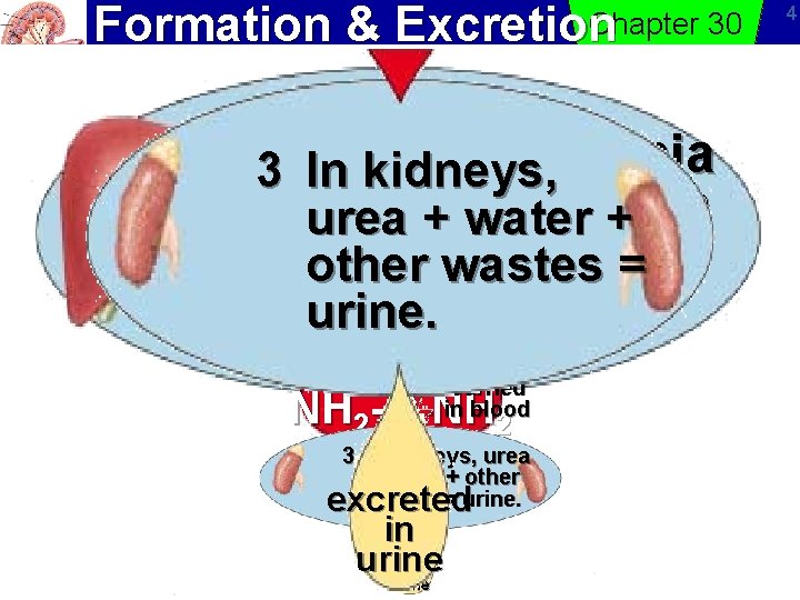 Formation & of Urea Chapter 30 Excretion 2 In. Incells, liver, ammonia 13 In