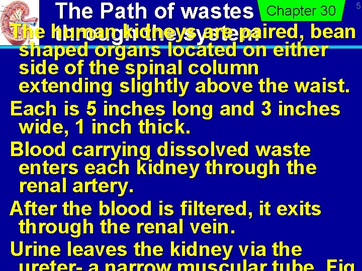 The Path of wastes The human kidneys are paired, bean through the system Chapter