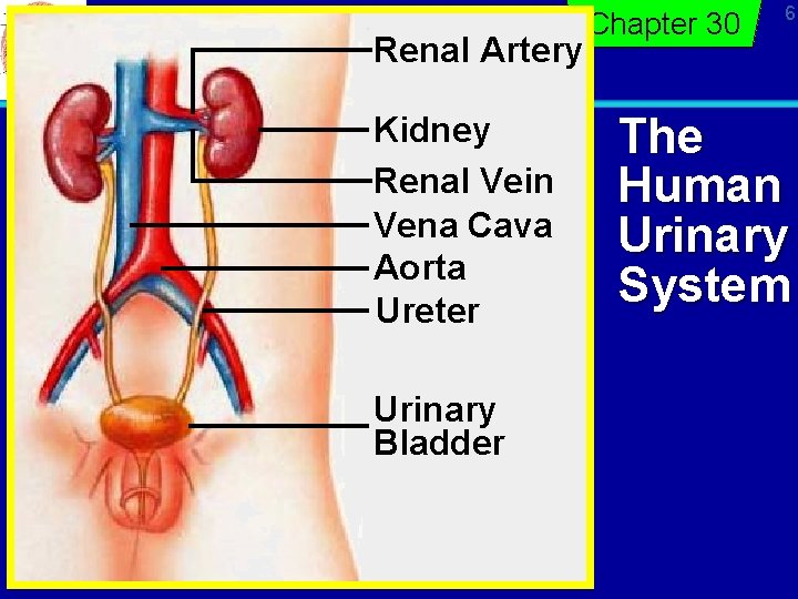 Renal Artery Kidney Renal Vein Vena Cava Aorta Ureter Urinary Bladder Chapter 30 6