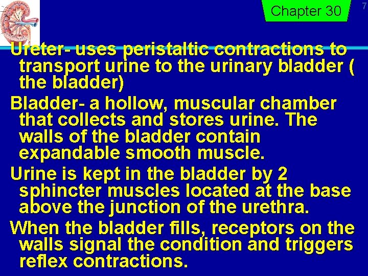 Chapter 30 Ureter- uses peristaltic contractions to transport urine to the urinary bladder (