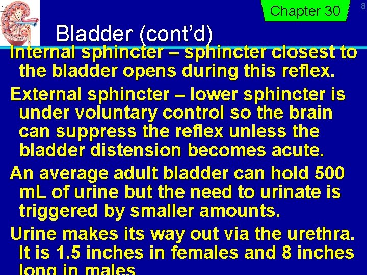 Chapter 30 Bladder (cont’d) Internal sphincter – sphincter closest to the bladder opens during