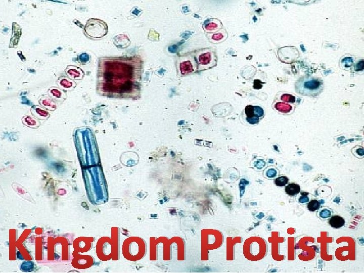 Kingdom Protista 