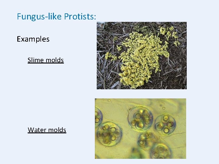 Fungus-like Protists: Examples Slime molds Water molds 