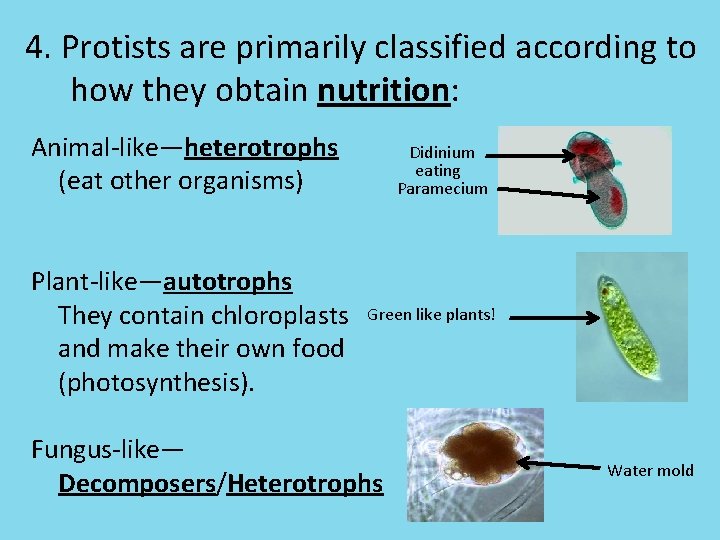 4. Protists are primarily classified according to how they obtain nutrition: Animal-like—heterotrophs (eat other