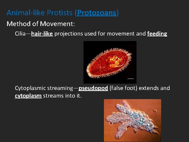 Animal-like Protists (Protozoans) Method of Movement: Cilia—hair-like projections used for movement and feeding Cytoplasmic