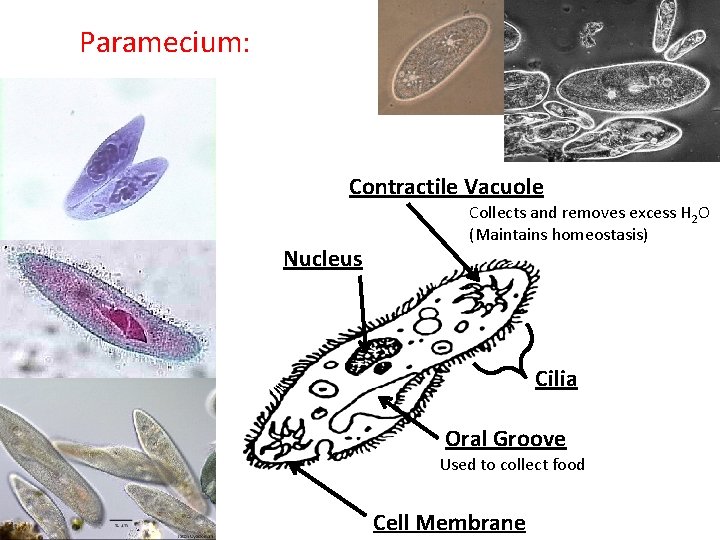Paramecium: Contractile Vacuole Nucleus Collects and removes excess H 2 O (Maintains homeostasis) Cilia