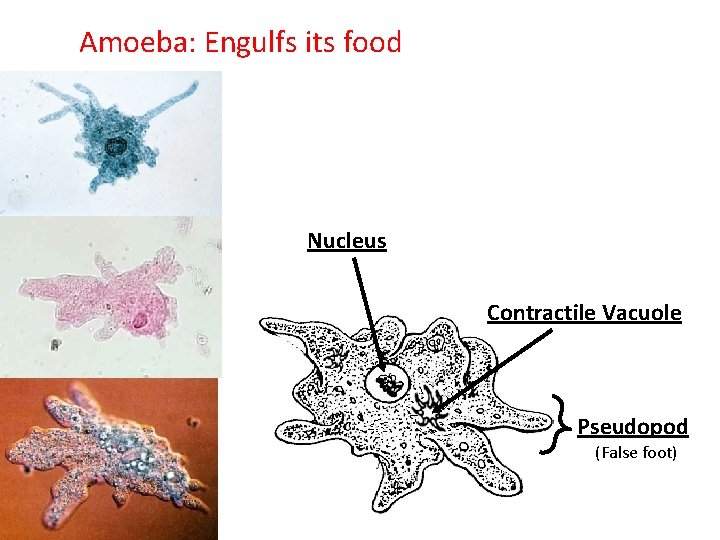 Amoeba: Engulfs its food Nucleus Contractile Vacuole Pseudopod (False foot) 