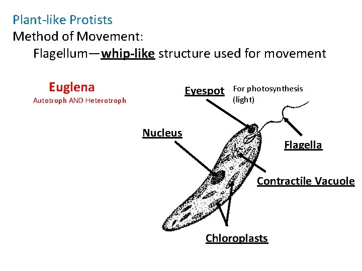 Plant-like Protists Method of Movement: Flagellum—whip-like structure used for movement Euglena Eyespot Autotroph AND