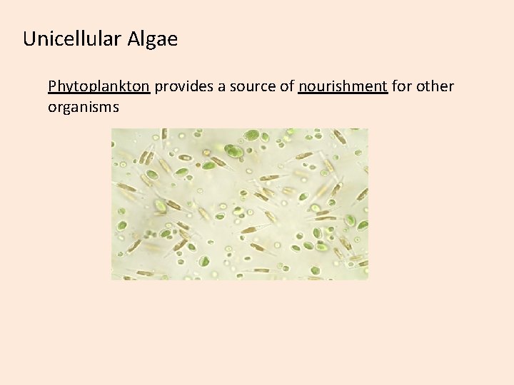 Unicellular Algae Phytoplankton provides a source of nourishment for other organisms 