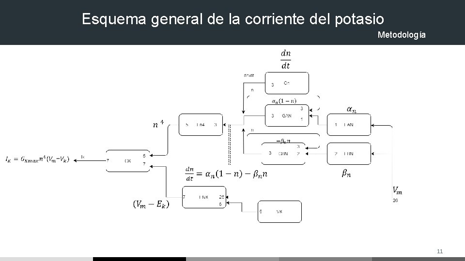 Esquema general de la corriente del potasio Metodología 11 Esquema general de la corriente del potasio Metodología 11