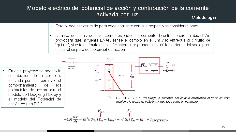 Modelo eléctrico del potencial de acción y contribución de la corriente activada por luz. Modelo eléctrico del potencial de acción y contribución de la corriente activada por luz.