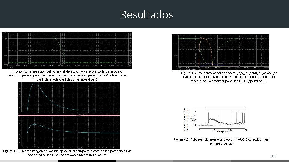 Resultados Figura 4. 5: Simulación del potencial de acción obtenido a partir del modelo Resultados Figura 4. 5: Simulación del potencial de acción obtenido a partir del modelo