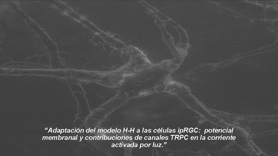 “Adaptación del modelo H-H a las células ip. RGC: potencial membranal y contribuciones de “Adaptación del modelo H-H a las células ip. RGC: potencial membranal y contribuciones de