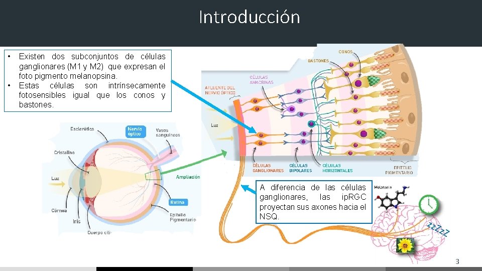 Introducción • • Existen dos subconjuntos de células ganglionares (M 1 y M 2) Introducción • • Existen dos subconjuntos de células ganglionares (M 1 y M 2)