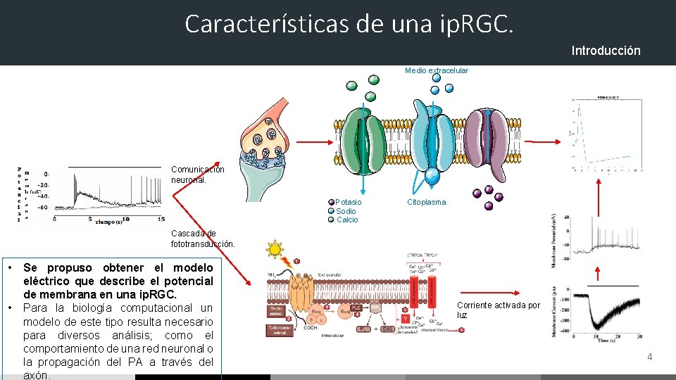 Características de una ip. RGC. Introducción Medio extracelular Comunicación neuronal. Potasio Sodio Calcio Citoplasma Características de una ip. RGC. Introducción Medio extracelular Comunicación neuronal. Potasio Sodio Calcio Citoplasma