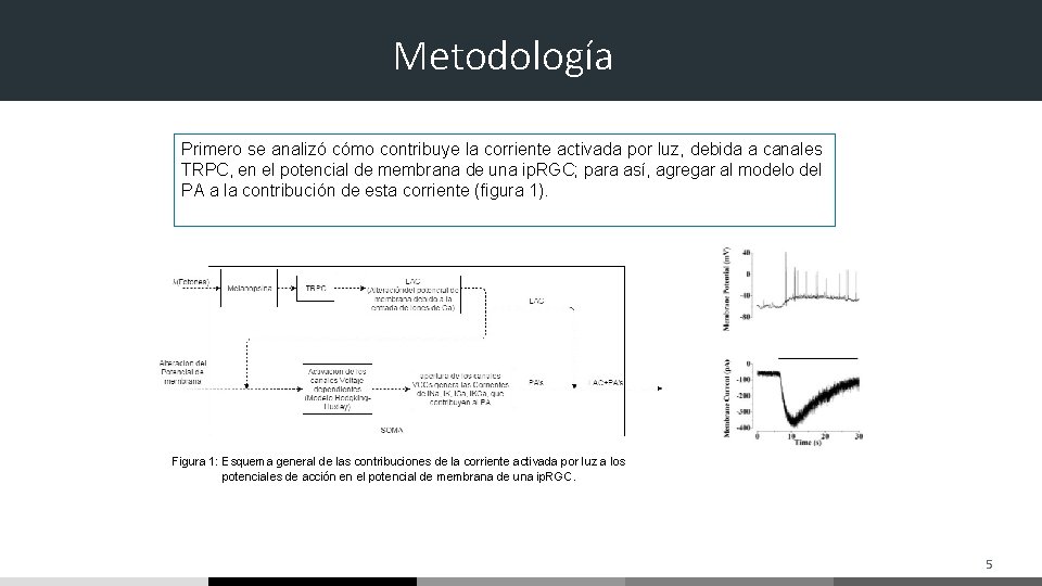 Metodología Primero se analizó cómo contribuye la corriente activada por luz, debida a canales Metodología Primero se analizó cómo contribuye la corriente activada por luz, debida a canales