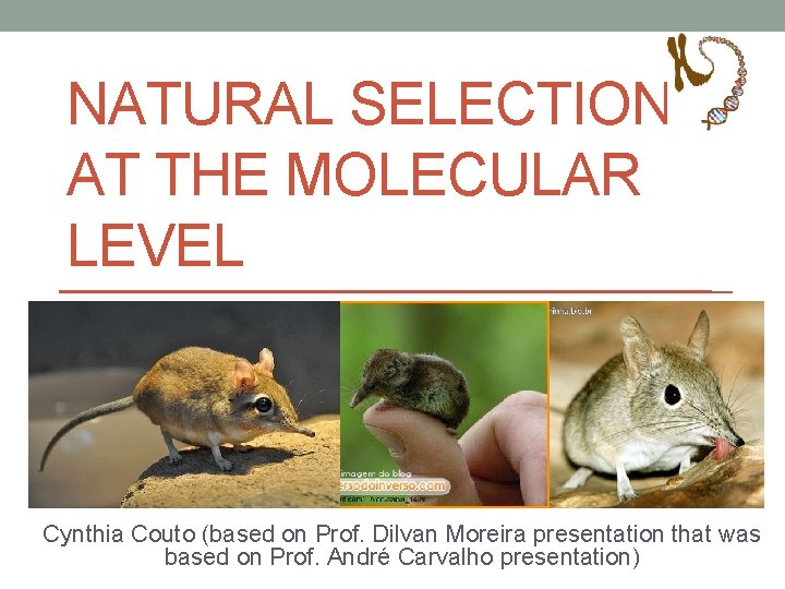 NATURAL SELECTION AT THE MOLECULAR LEVEL Cynthia Couto (based on Prof. Dilvan Moreira presentation NATURAL SELECTION AT THE MOLECULAR LEVEL Cynthia Couto (based on Prof. Dilvan Moreira presentation