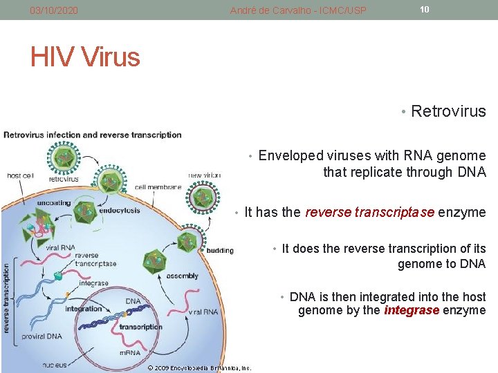 03/10/2020 André de Carvalho - ICMC/USP 10 HIV Virus • Retrovirus • Enveloped viruses 03/10/2020 André de Carvalho - ICMC/USP 10 HIV Virus • Retrovirus • Enveloped viruses