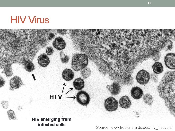 11 HIV Virus HIV emerging from infected cells Source: www. hopkins-aids. edu/hiv_lifecycle/ 11 HIV Virus HIV emerging from infected cells Source: www. hopkins-aids. edu/hiv_lifecycle/